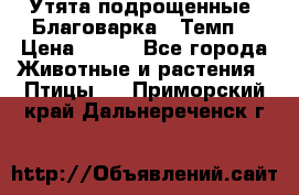 Утята подрощенные “Благоварка“,“Темп“ › Цена ­ 100 - Все города Животные и растения » Птицы   . Приморский край,Дальнереченск г.